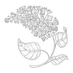 Lilac outline botanical illustration