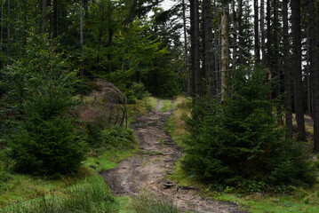 path in the woods