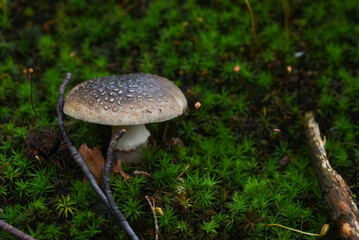Amanita pantherina