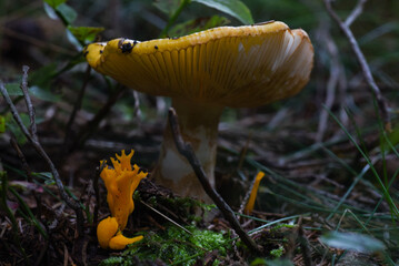 mushroom in the forest