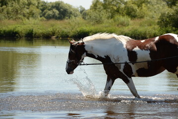 Badetag mit Pferd. Geschecktes Pferd im Fluss