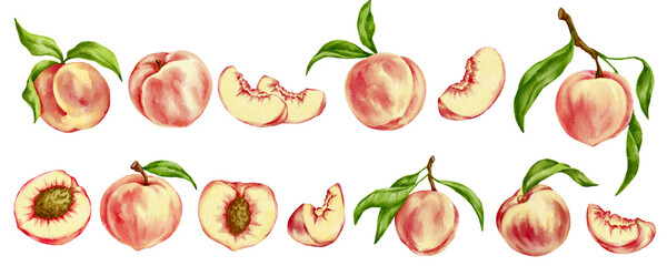 Collection of watercolor peaches and pieces of fruit.