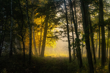 Polana w promieniach słońca