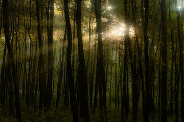 Promienie słońca w lesie