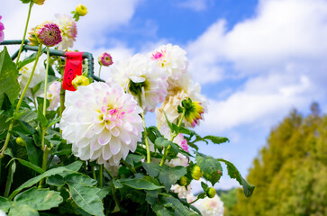 世羅高原農場の白のダリア