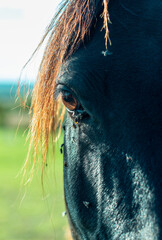 Close up of the eye of a black horse with flees bothering it.