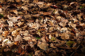 森の中の落ち葉