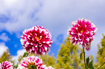 世羅高原農場の赤のダリア