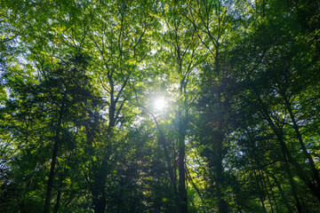 秋の森の木漏れ日
