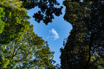 木々の隙間から見えた空