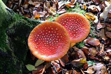 Fly agaric mushrooms in beech woodland, Surrey, UK.