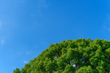 Obraz premium 木と青空