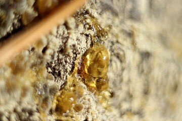 a drop of amber resin flows down a tree trunk