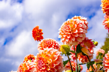 世羅高原農場のオレンジのダリア