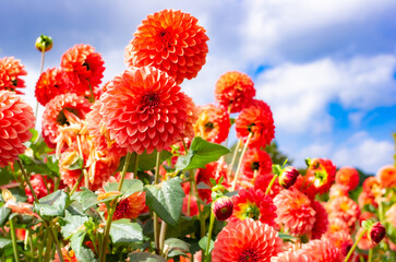 世羅高原農場のオレンジのダリア