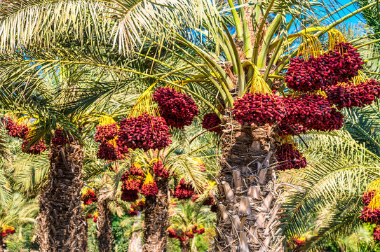 Red date fruit bunches on trees in the Oman