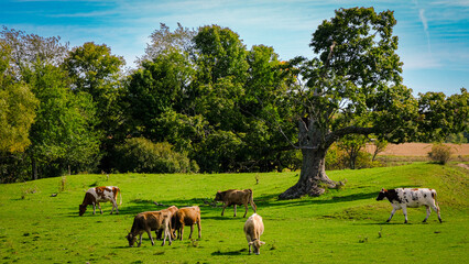 cows on the meadow