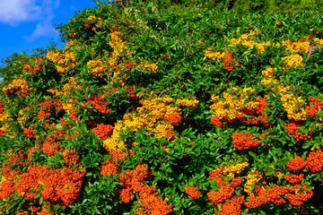 A rowan shrub (sorbus aucuparia) with ripe yellow and orange rowan berries in sunlight.