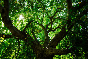 Obraz premium tree in the forest