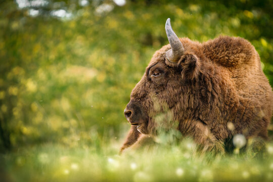 Bison in grass