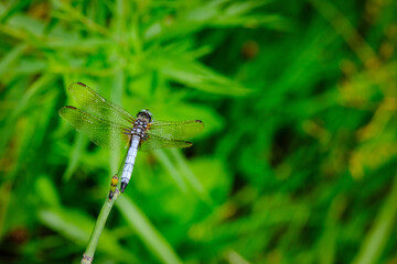 blue dragonfly on a leaf