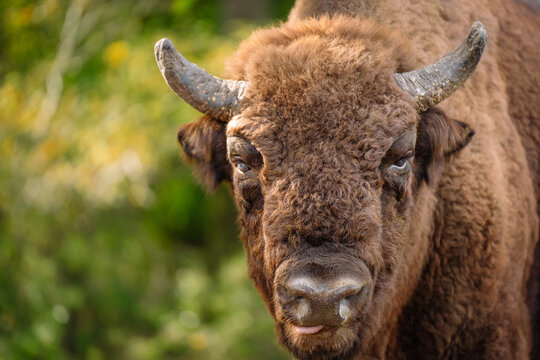 Bison in reservation