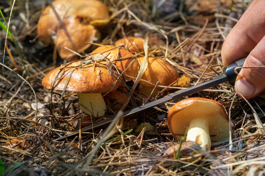 Mushrooming, Mushroom picker. Hand of a mushroomer. Suillus luteus fungus, commonly referred to as slippery jack or sticky bun.