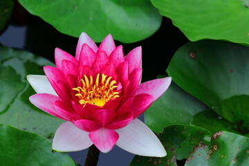 水面に優雅に浮かぶ