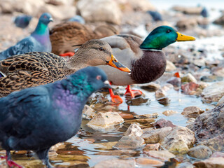 Mallard ducks on the riverbank. Selective focus