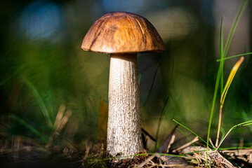 The rough-stemmed bolete growing in its natural environment in a forest under birch trees.