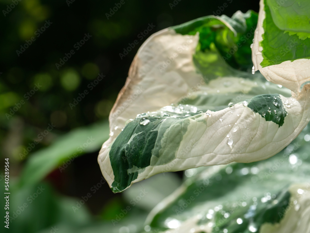 Canvas Prints Close up water drop dew on leaves.