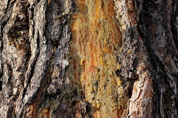 a drop of amber resin flows down a tree trunk