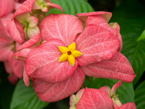 Close up Dona flower with pink leaves.