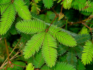 Close up of sensitive plant, sleepy plant or the touch-me-not tree.