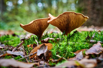 Mushrooms and moss in the woods