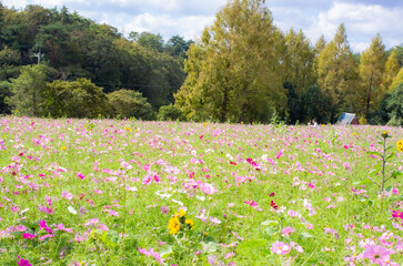 世羅高原農場のコスモス