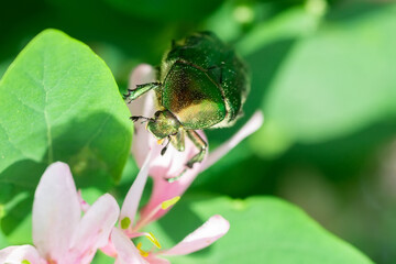 Beetle cetonia aurata sitting on flowers hawthorn close up. Nature background..