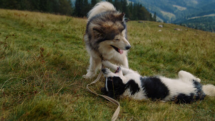 Naklejka na ściany i meble Husky playing white-black dog lying greenhill close up. Animals biting playfully