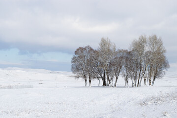 trees in the snow