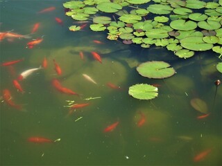 Goldfish swimming in the lily pound.