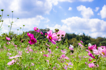 世羅高原農場のコスモス