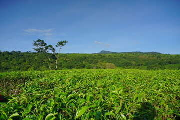 Fototapeta na wymiar Fresh tea leaves in a tea plantation. Agricultural and industrial background. Green leaves in the farmland. 