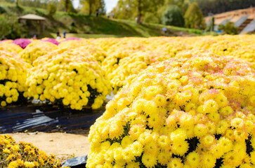世羅高原農場のガーデンマムの花畑