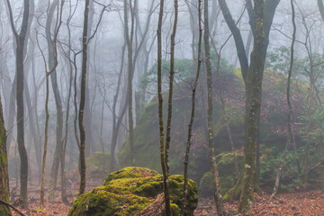森と霧