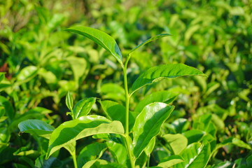 Fototapeta na wymiar Fresh tea leaves in a tea plantation. Agricultural and industrial background. Green leaves in the farmland. 