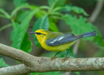Blue-winged warbler perched on a branch 