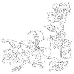 Line drawing vector background with elegant flower