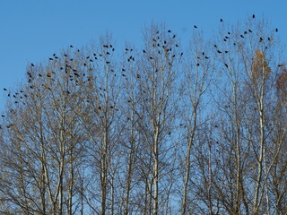 Crows in the trees. Change in weather conditions. Flock of birds in autumn