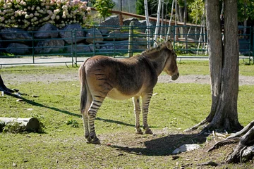 Gordijnen A picture of a mixed donkey and zebra, zonkey, zebroid © Richard