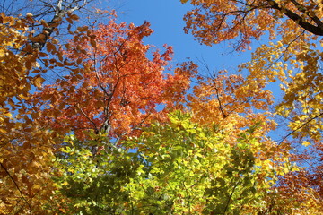 autumn leaves on a tree